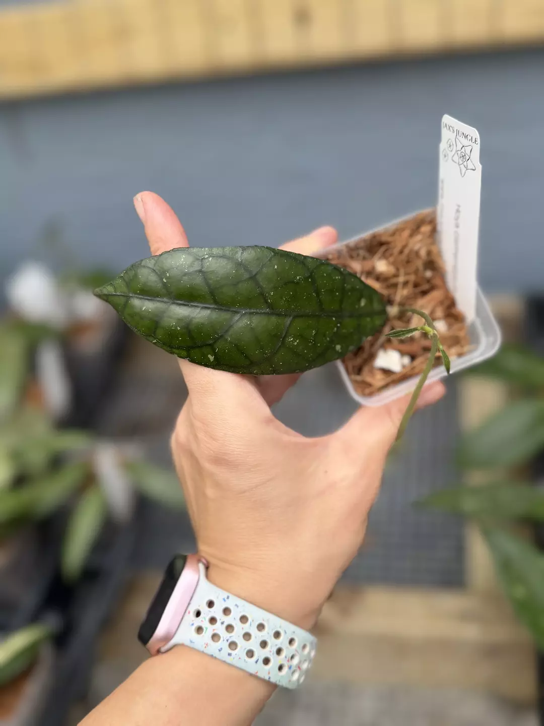 Hoya clemensorium thumbnail