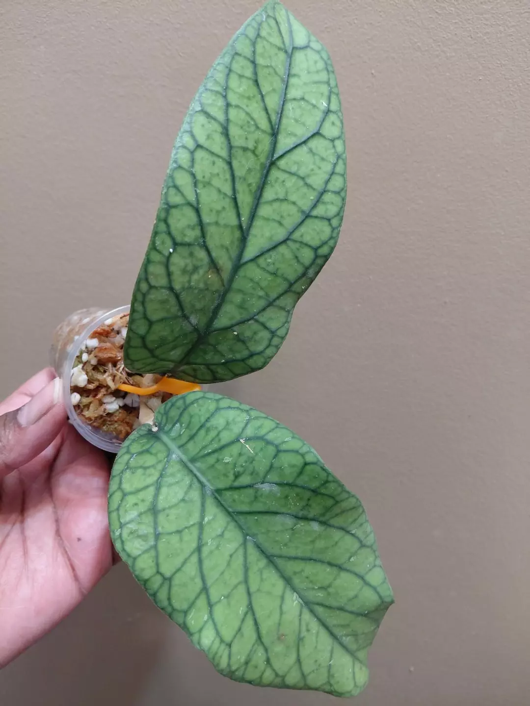 Hoya Meredithii thumbnail