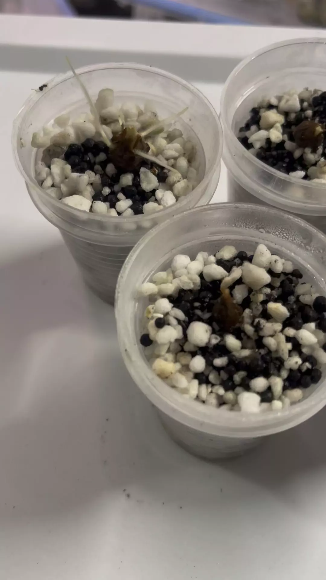 Alocasia Pseudo Sandariana Corms thumbnail