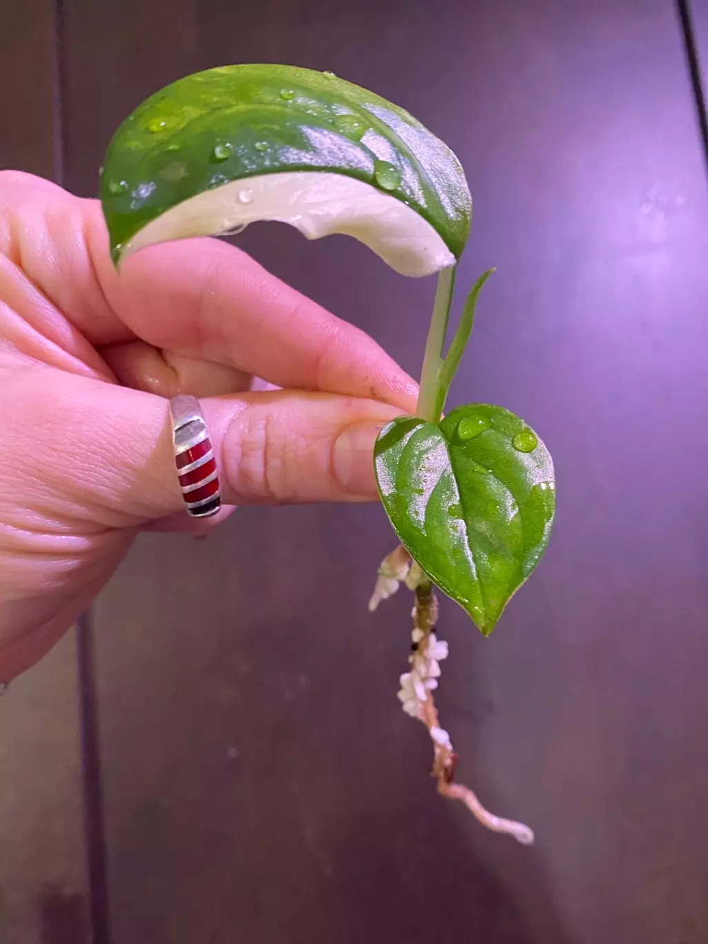 Monstera Acacoyaguensis Variegated Rooted starter thumbnail