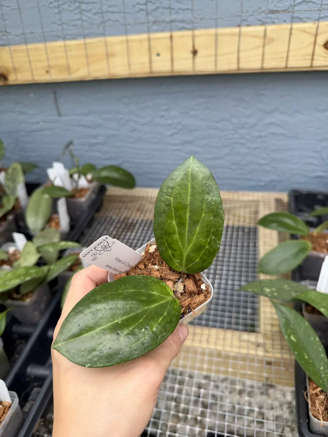 Hoya cv Crocodile  thumbnail