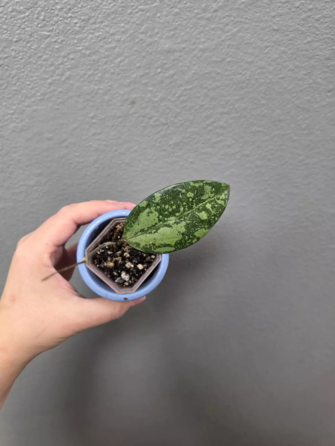 Hoya KSB08 thumbnail