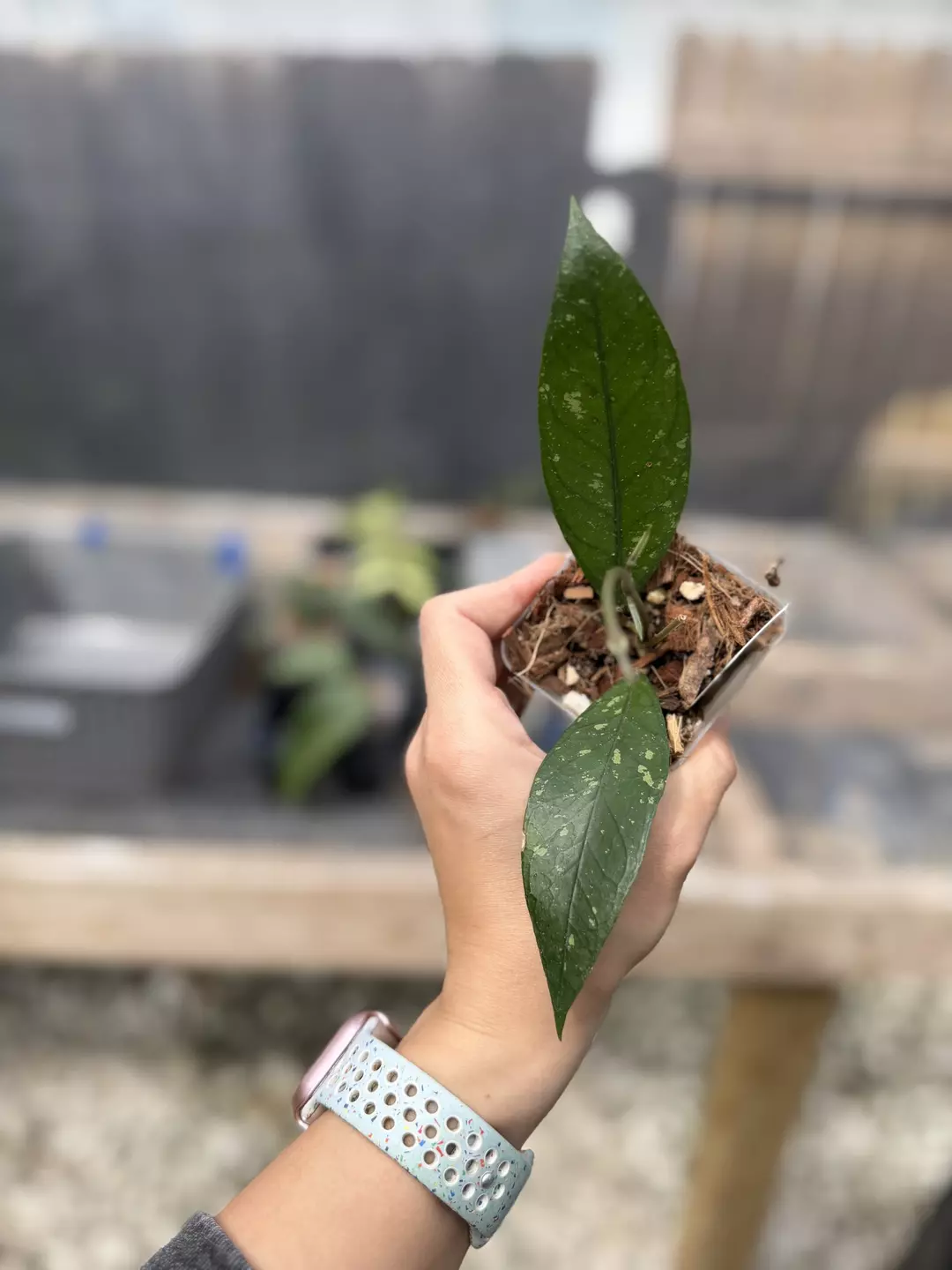 Hoya sp. Aceh Blangkejeren thumbnail