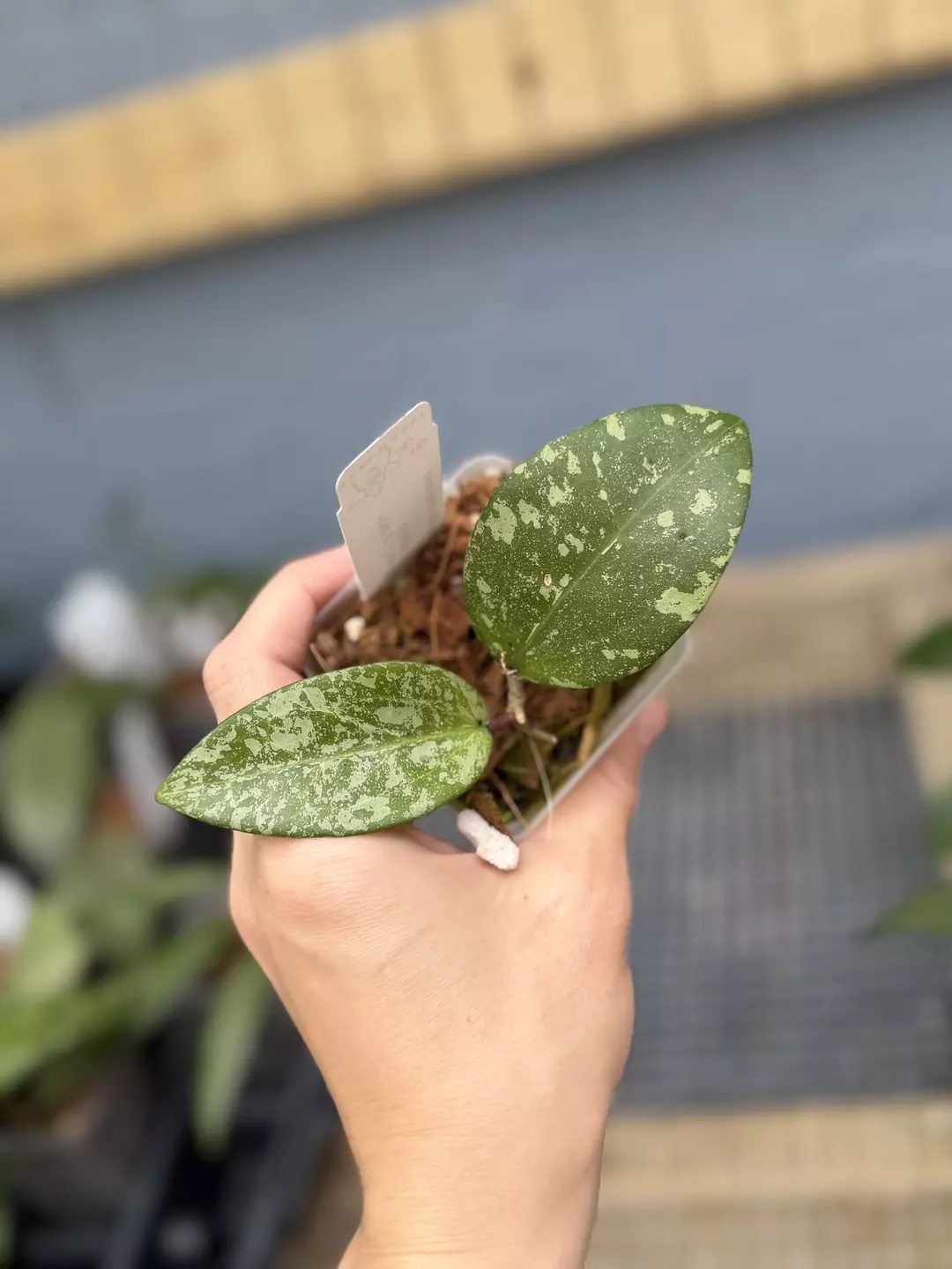Hoya sp. Thien Phuc (silver) thumbnail
