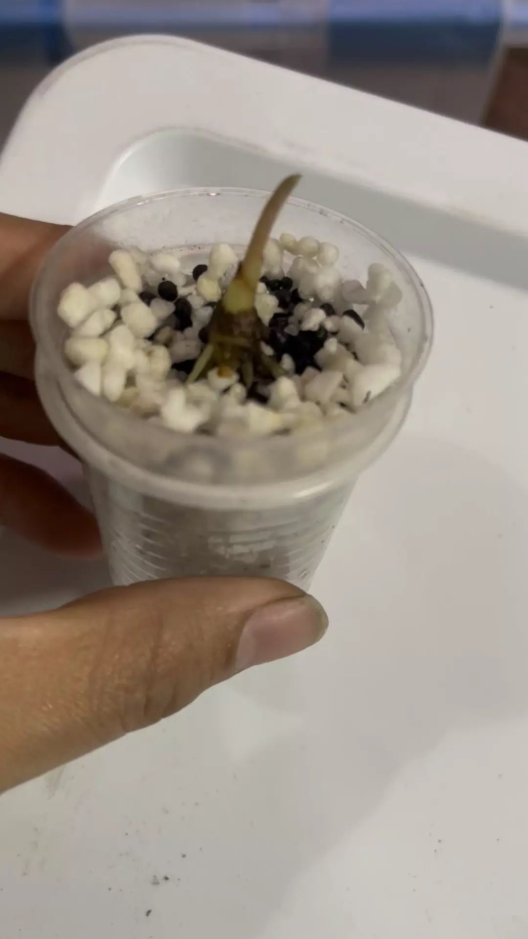 Alocasia Pink Polly Mint Sprouting Corm thumbnail