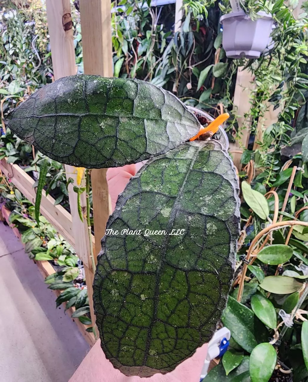 Hoya 'Dragon Back' thumbnail