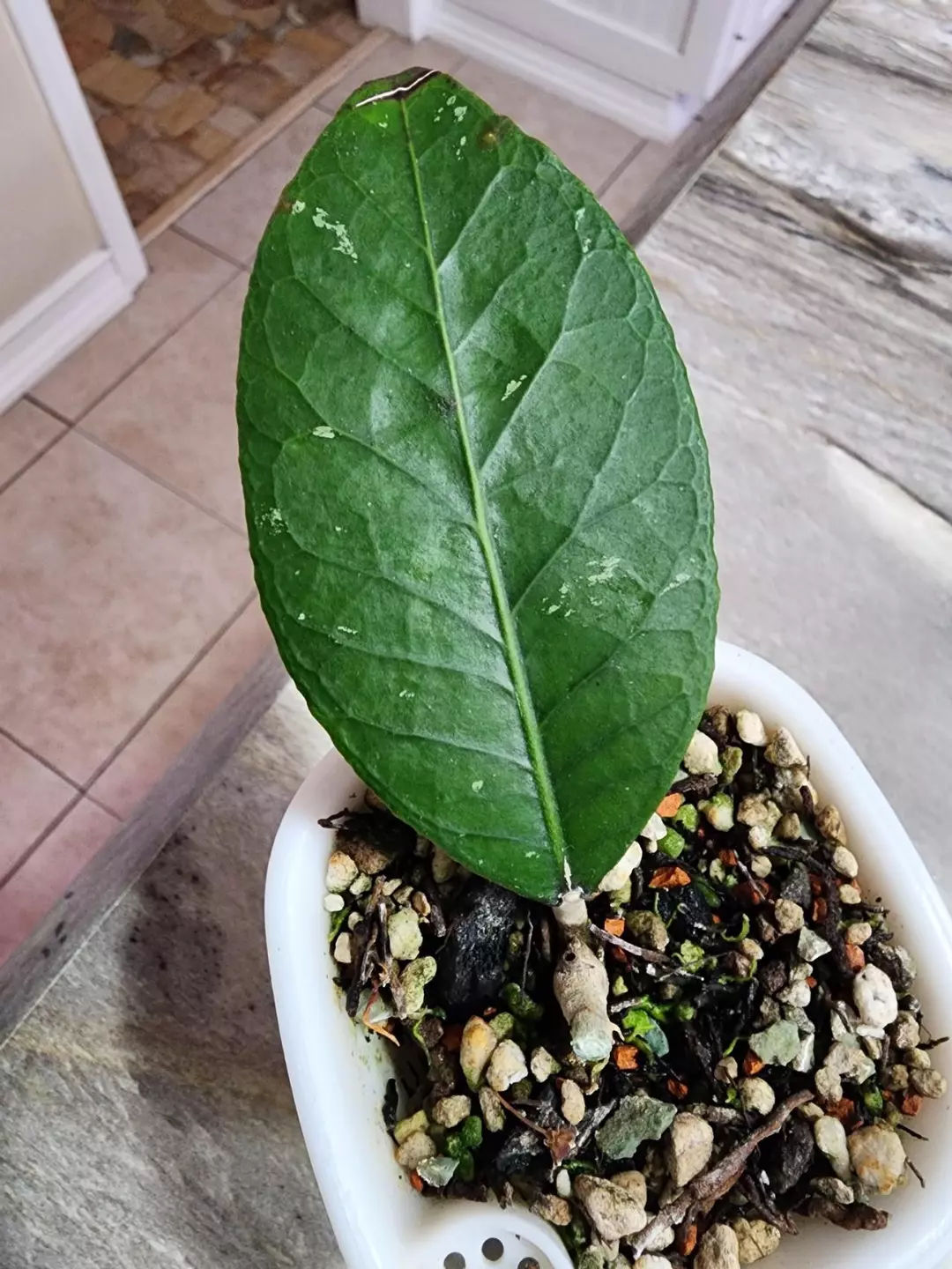 Hoya 'Dragon Egg' thumbnail