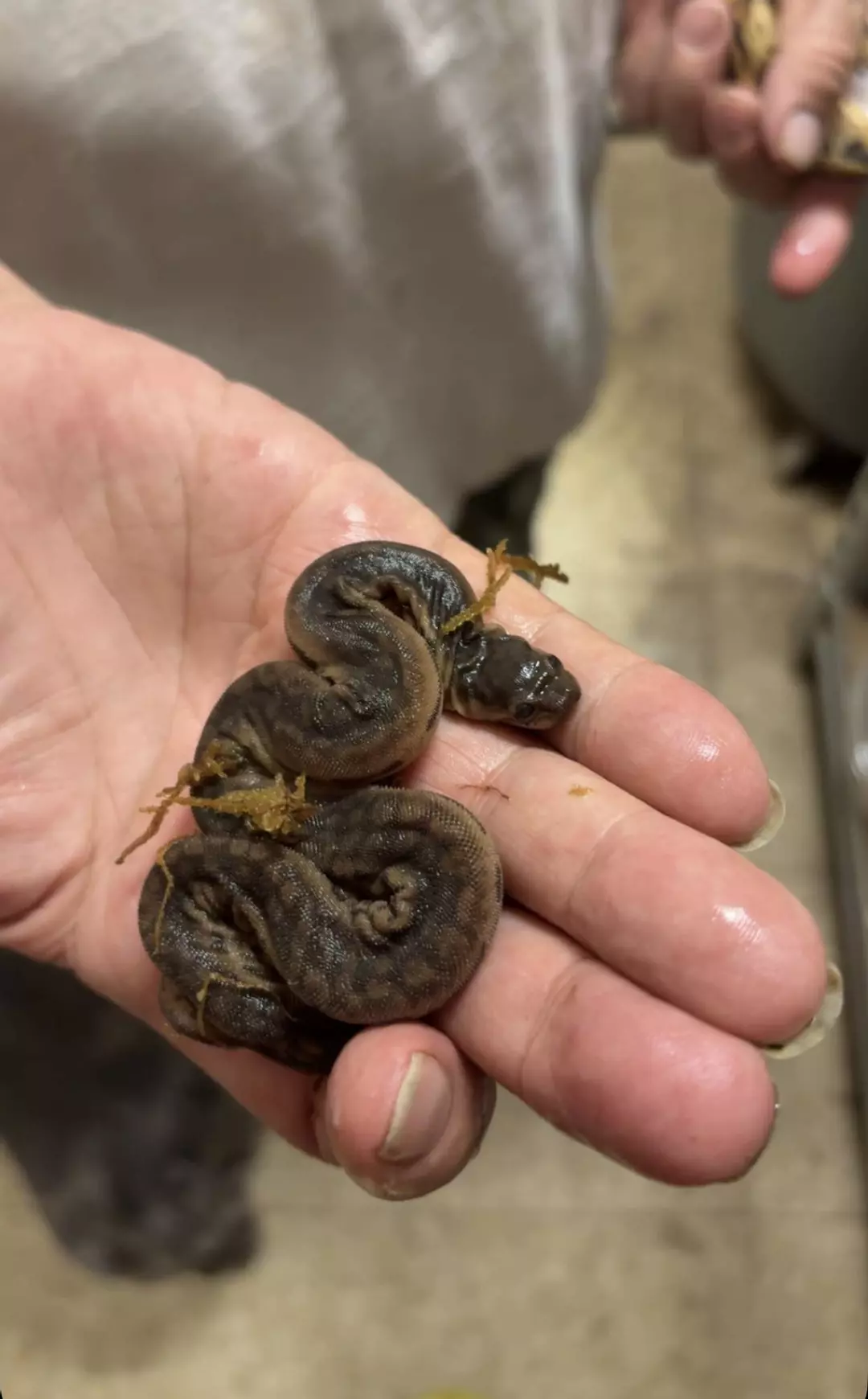 Baby Elephant Trunk Snake  thumbnail