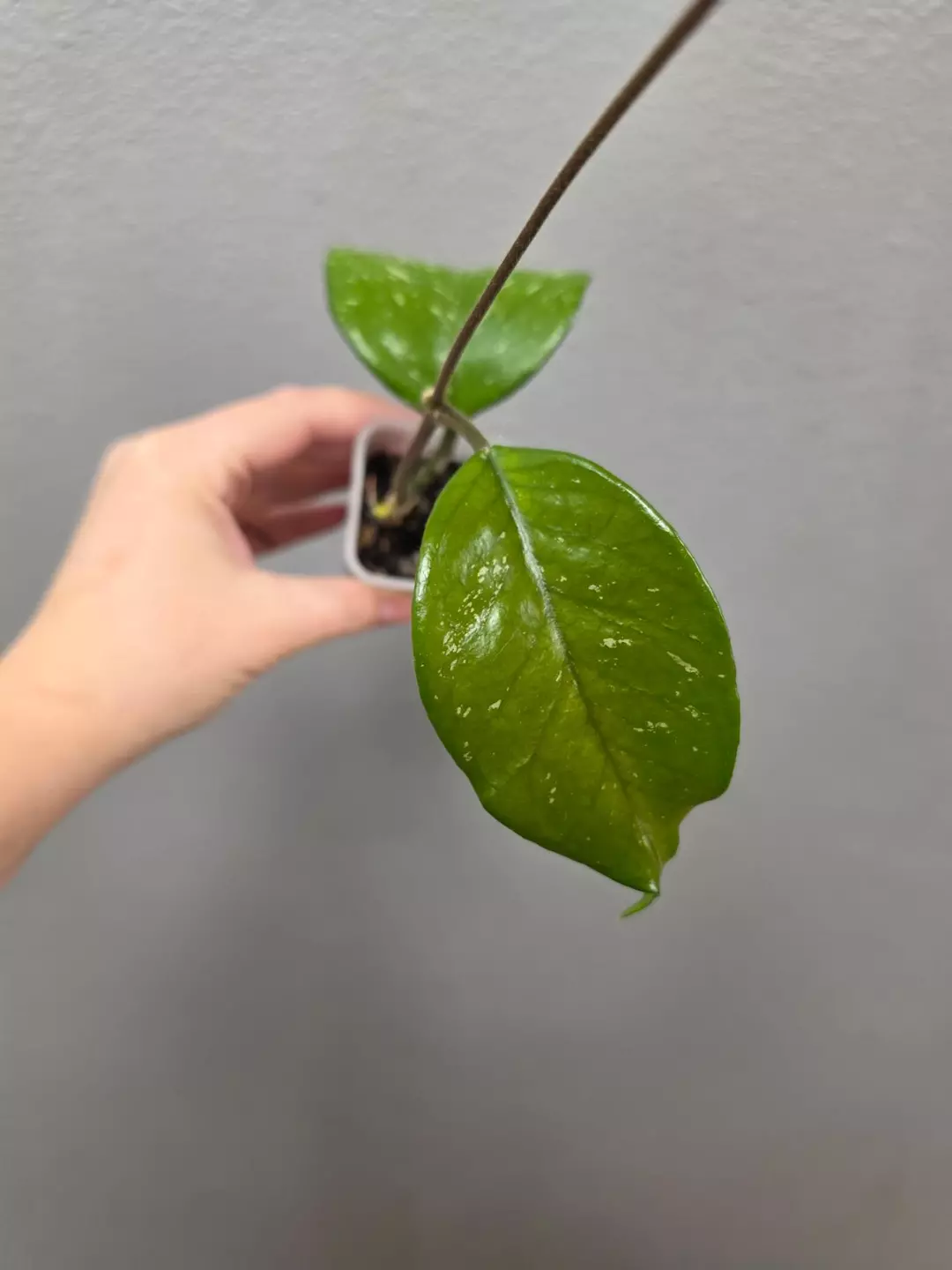 Hoya SMS 'French Spot' thumbnail