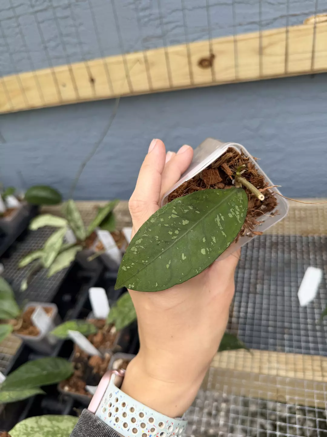 Hoya sp. Aih Suri AA006 thumbnail