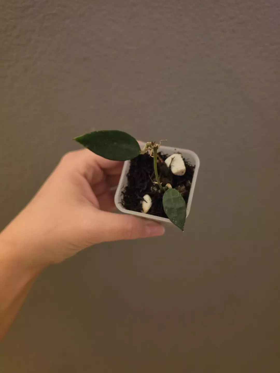 Hoya lacunosa (Kayas) thumbnail