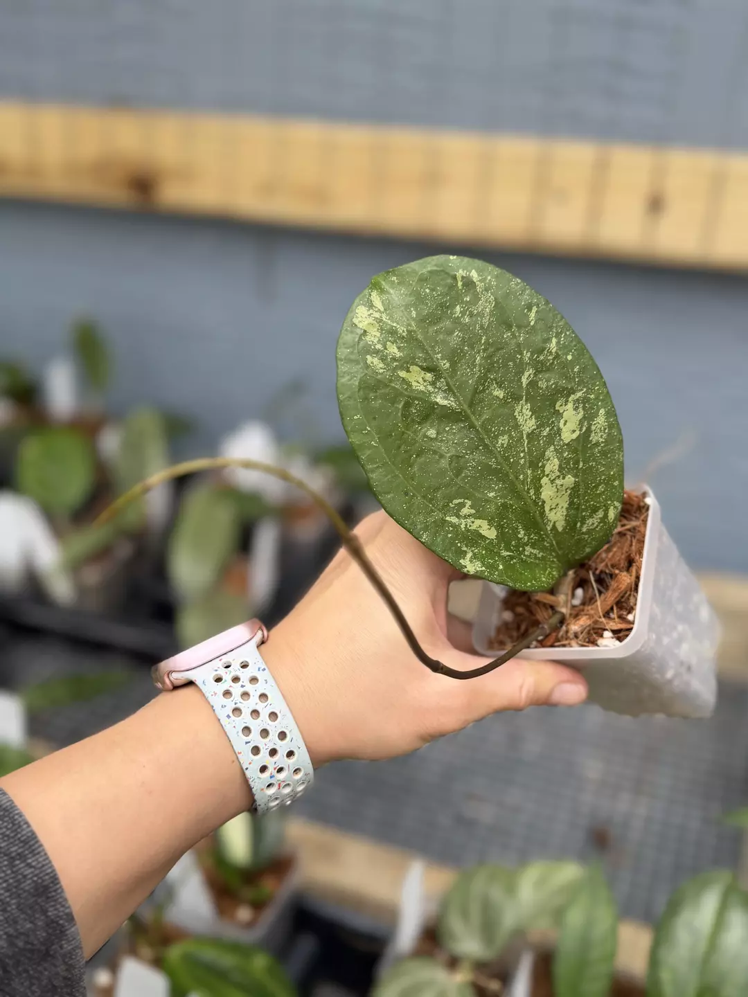 Hoya Michele splash thumbnail