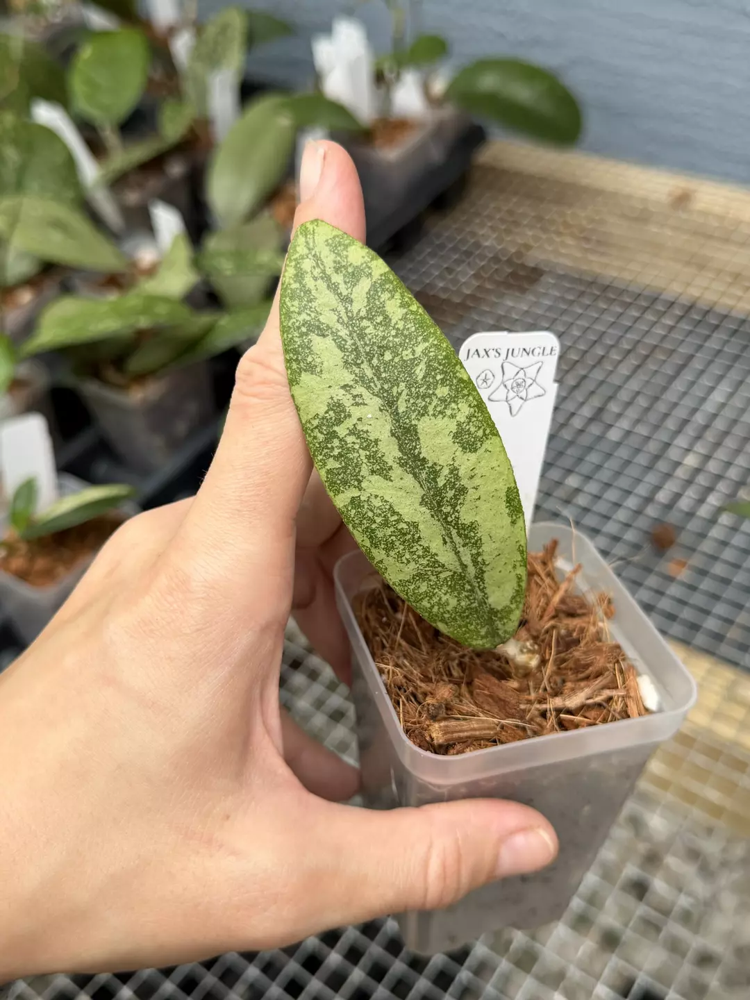 Hoya lambii clone 3 thumbnail