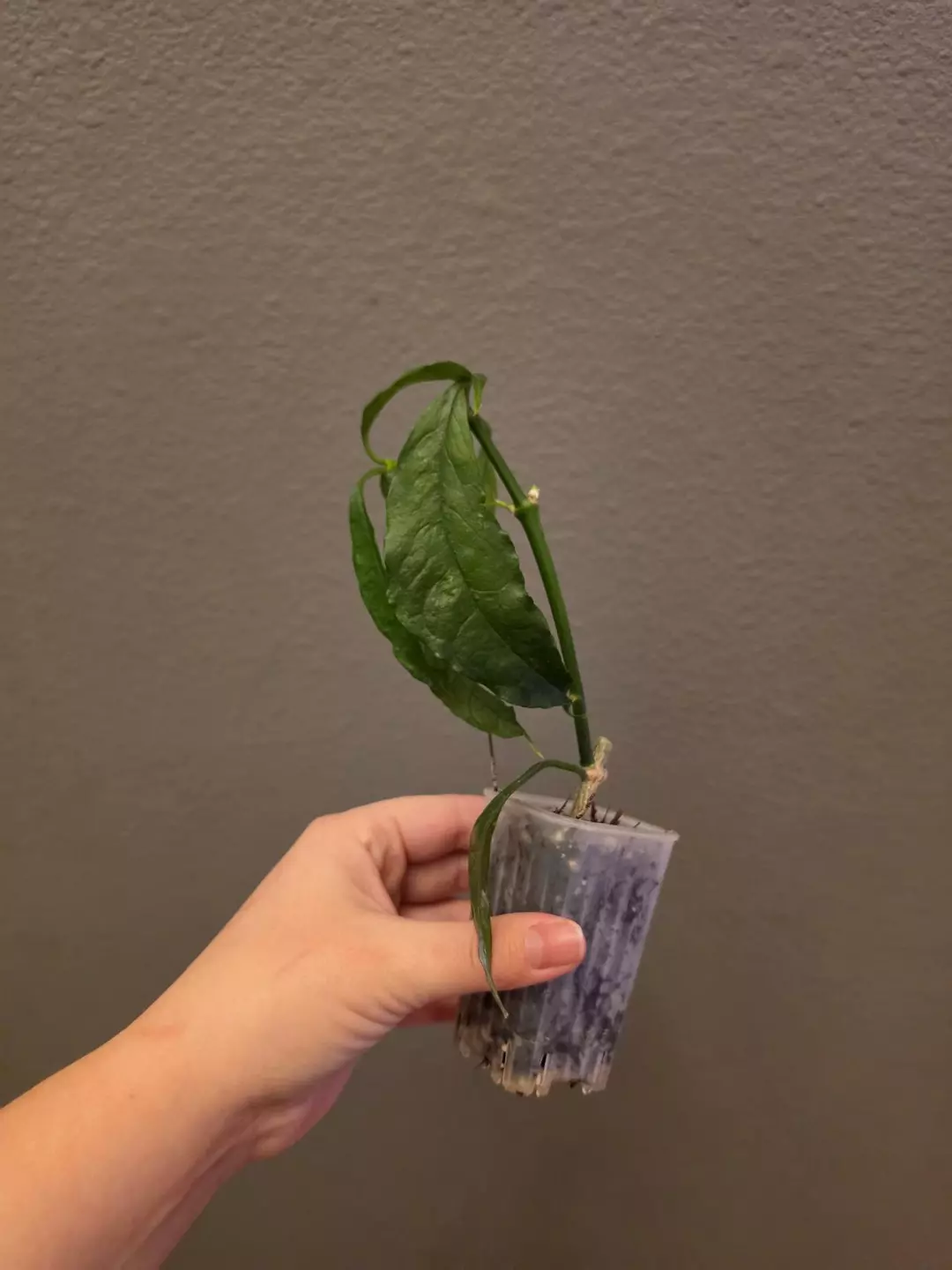 Hoya decipulae thumbnail