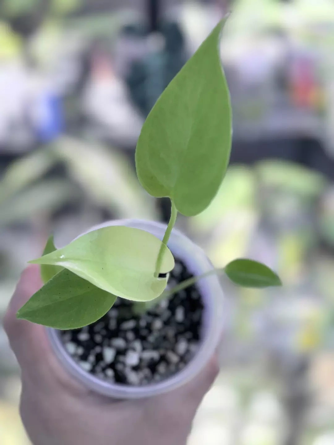 Monstera Lemon lime thumbnail