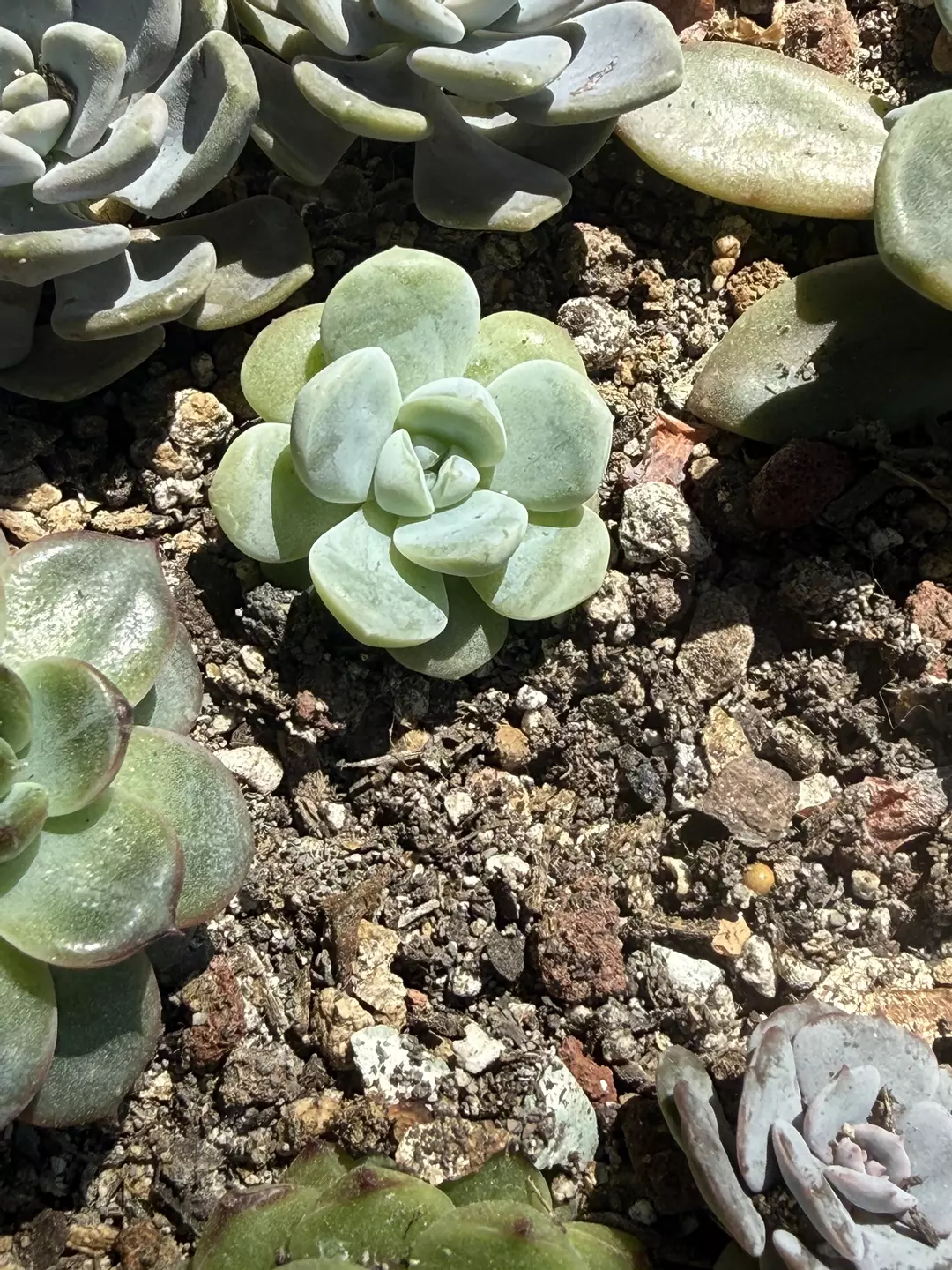 Echeveria Ice Jade thumbnail