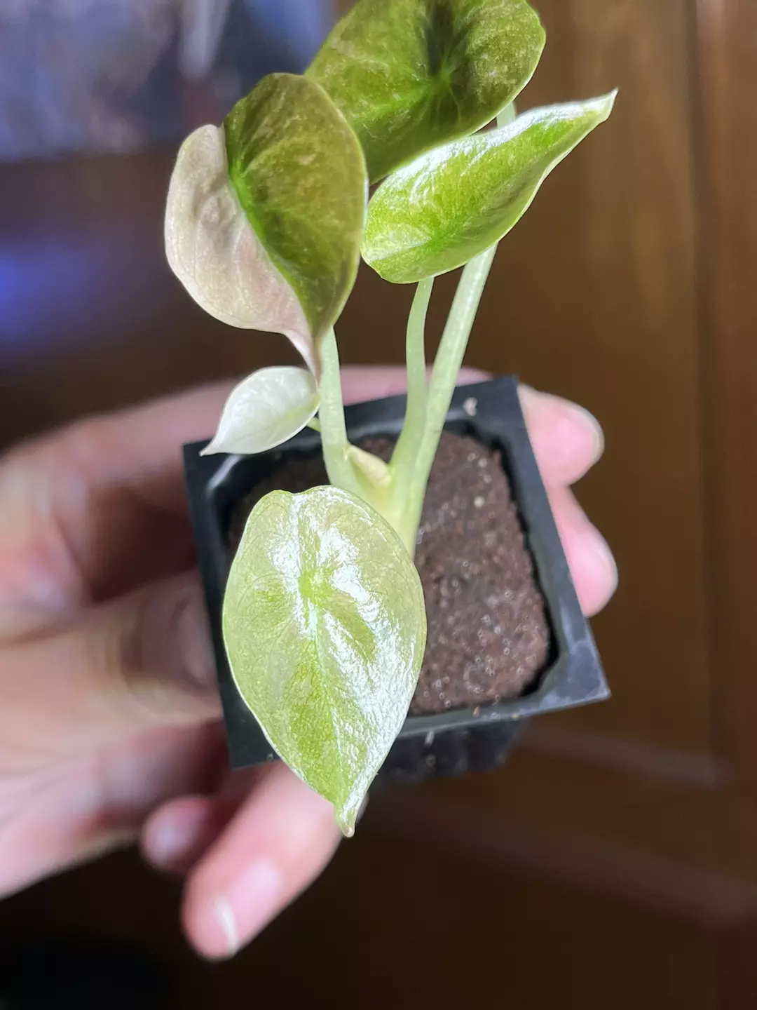 Pink Cuprea thumbnail