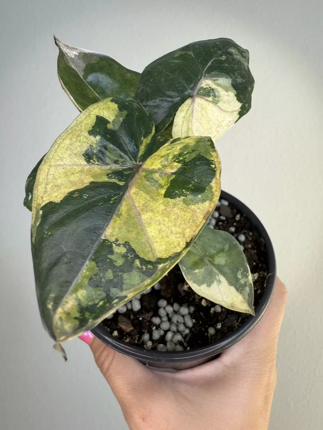 Alocasia yucatan princess  thumbnail
