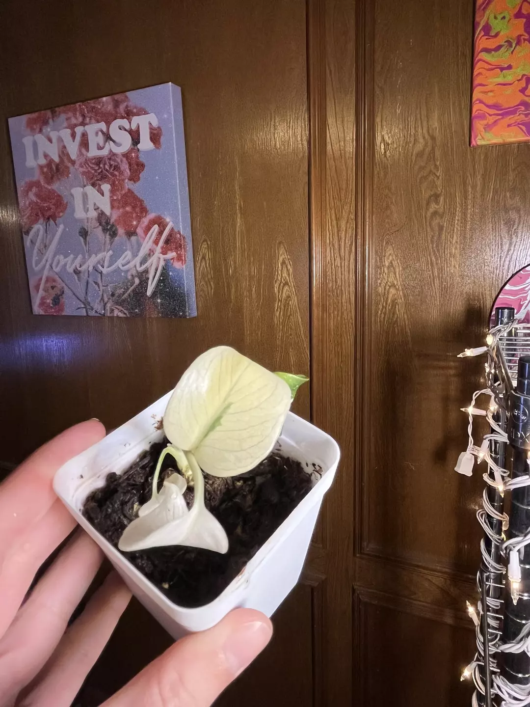 Thai Constellation thumbnail