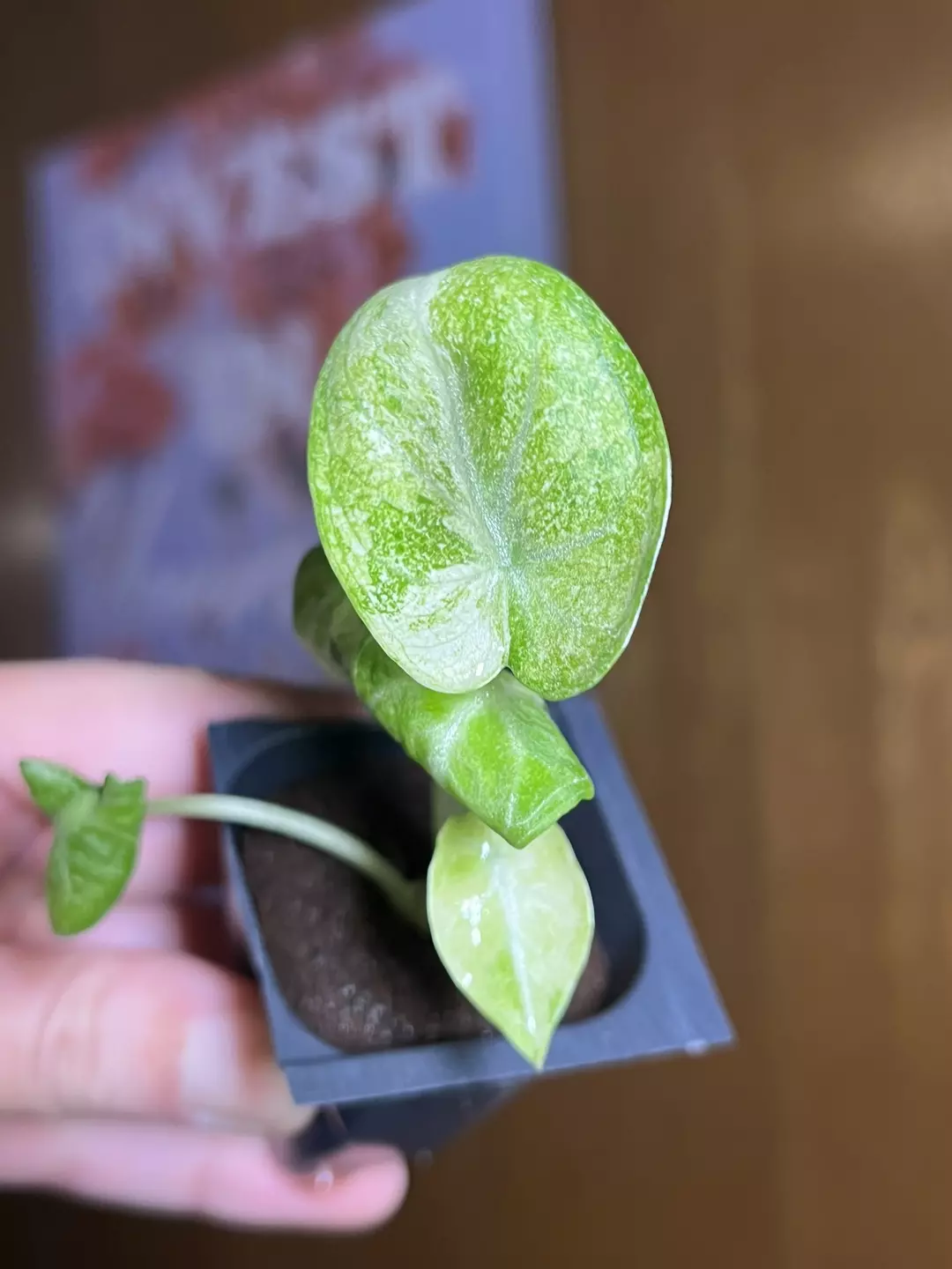 Alocasia Ninja Tricolor thumbnail
