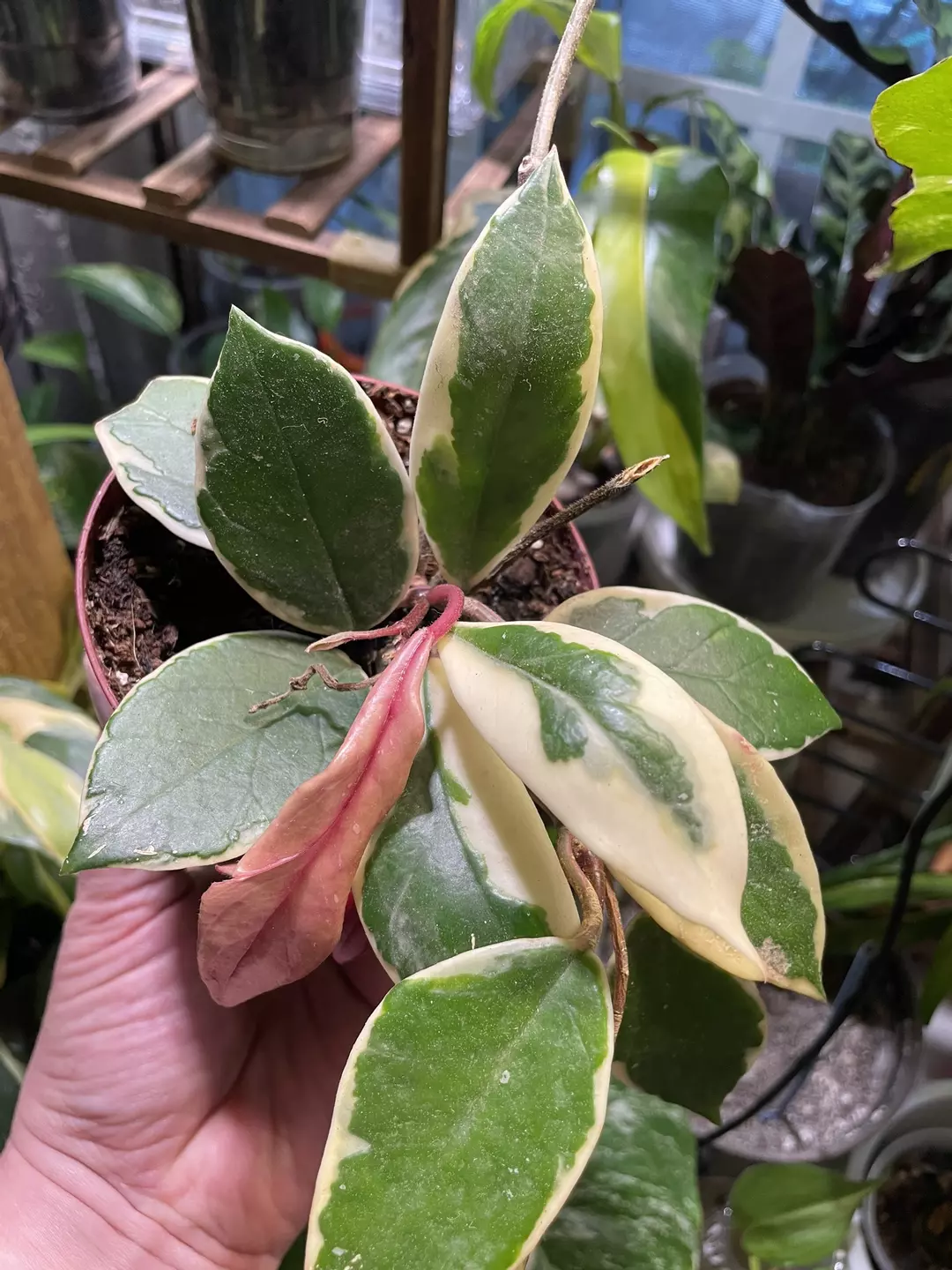 Hoya Princess thumbnail