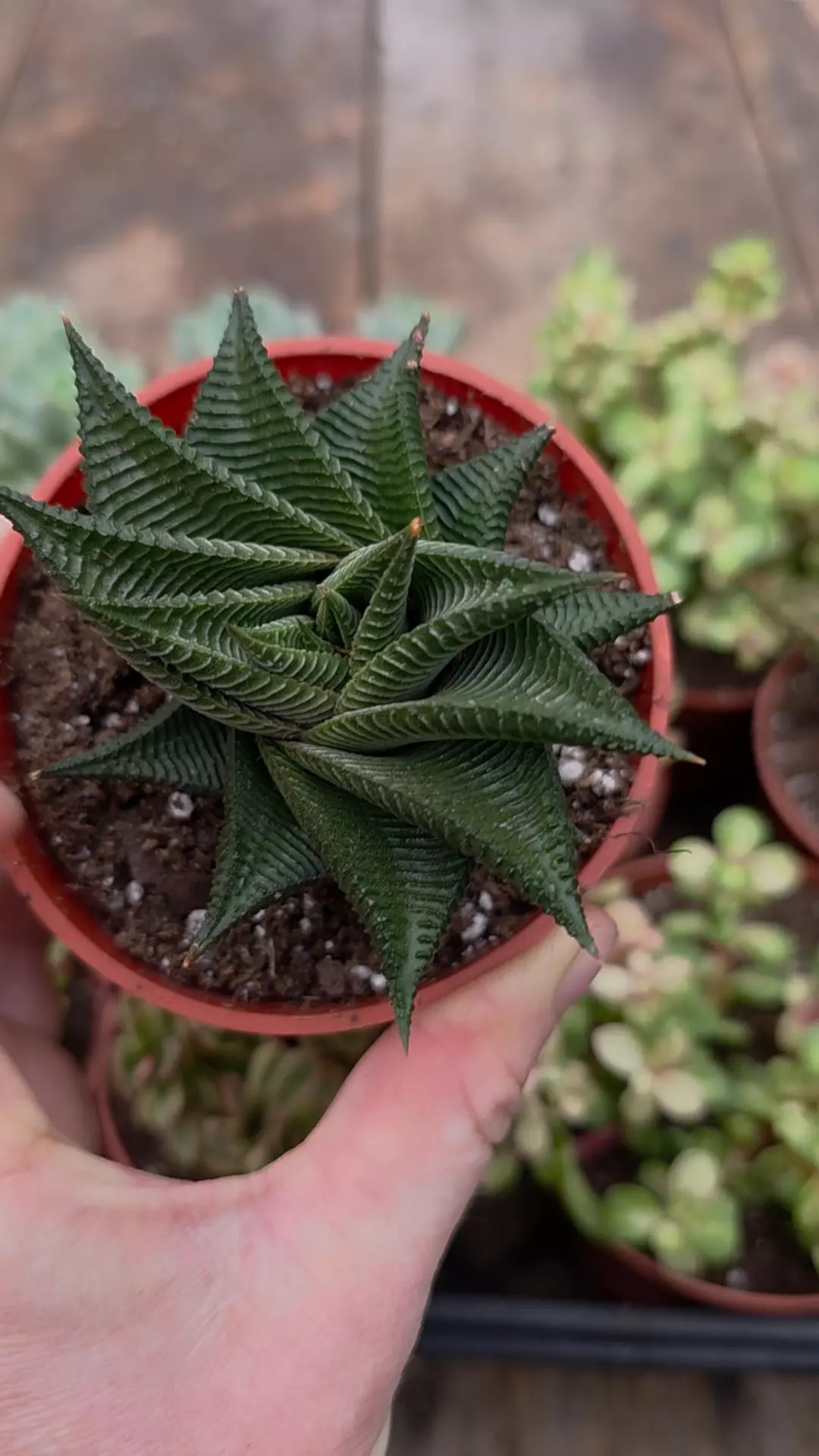 Haworthia limifola twister 4" pot thumbnail