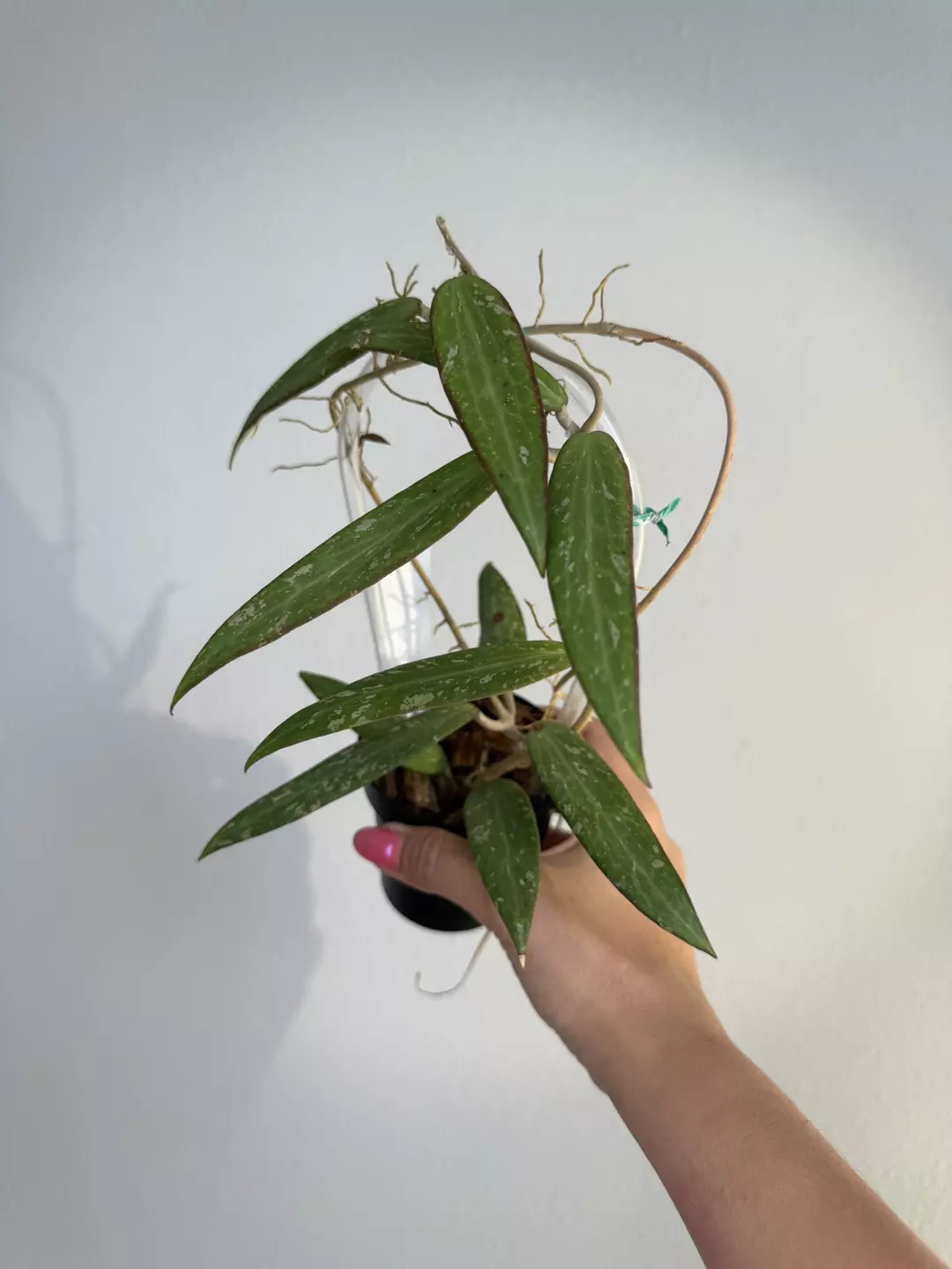 Hoya SR 207-14 (from Loi province )   thumbnail