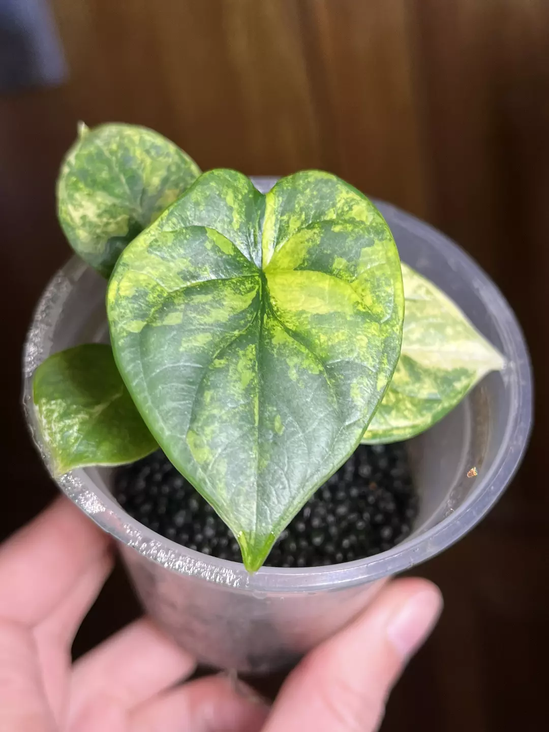 Silver Dragon Aurea (High Variegation) thumbnail