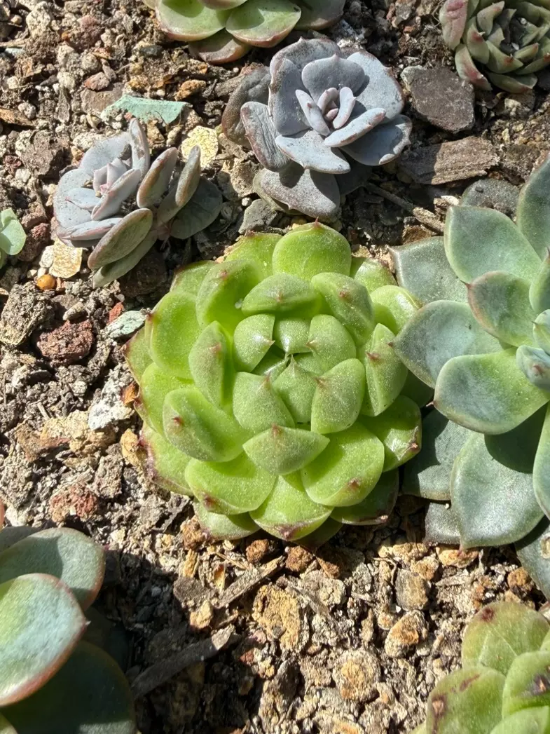 Echeveria Apple Silk thumbnail