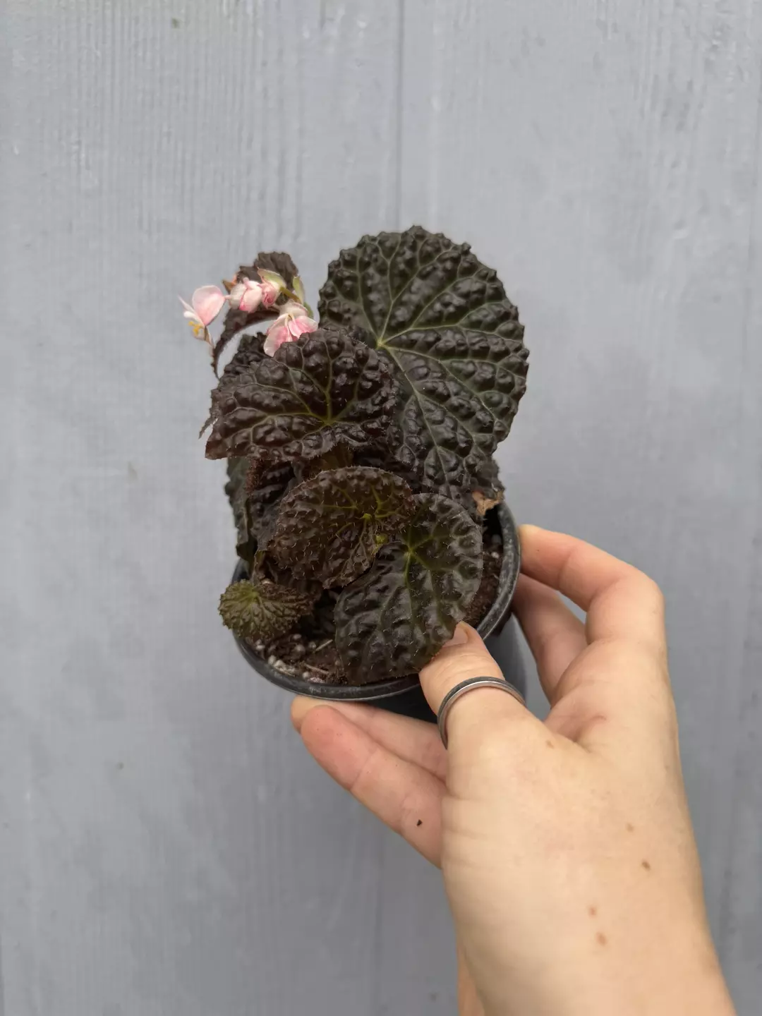 Begonia Metallic Dragon thumbnail