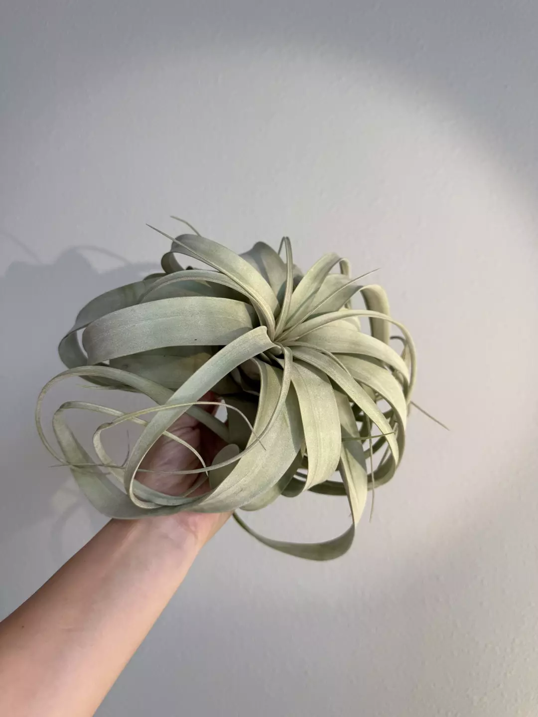 Xerographica  thumbnail