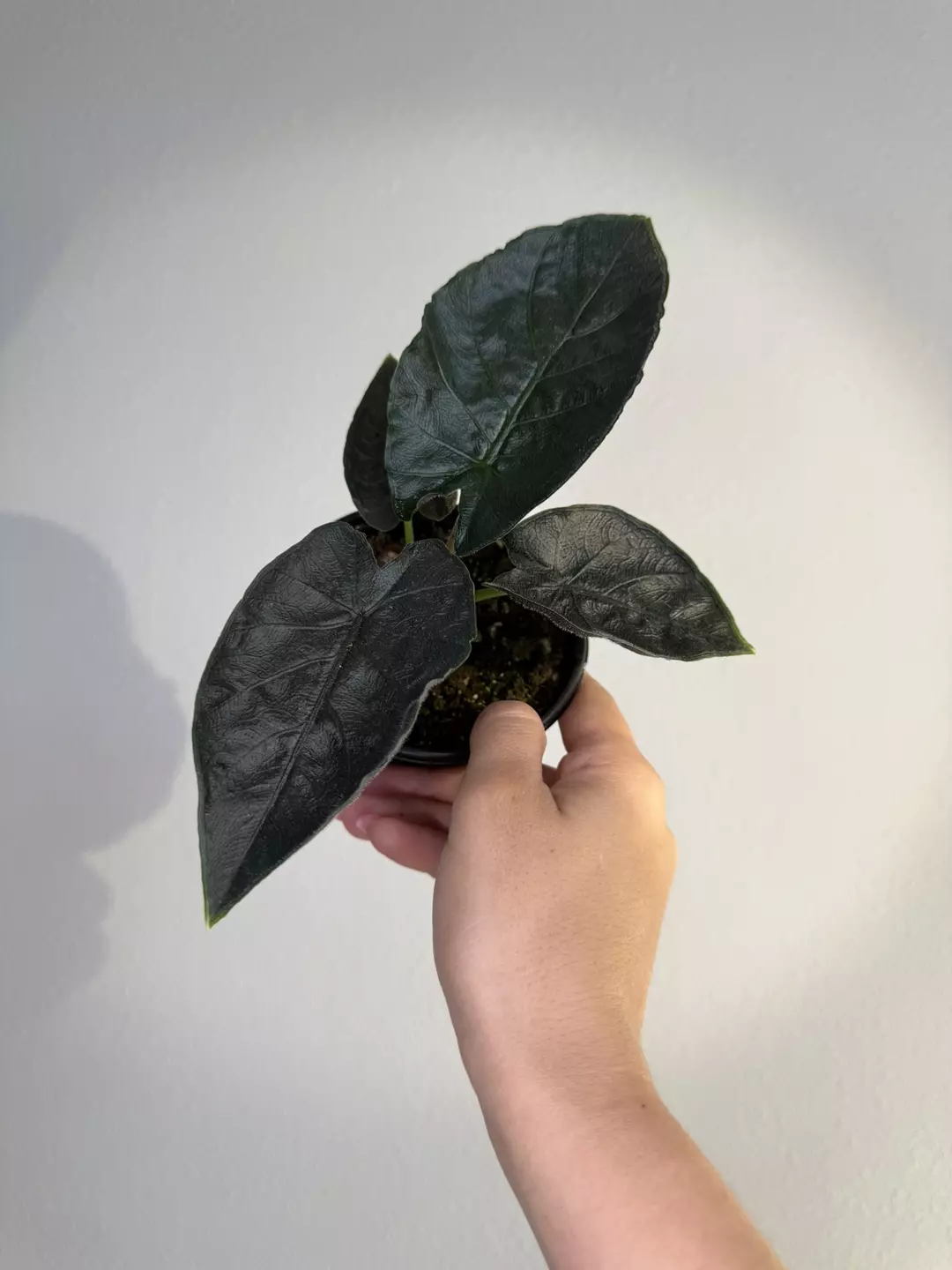 Alocasia Antoro velvet thumbnail