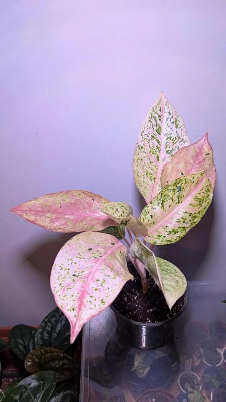 Aglaonema Big Roy thumbnail
