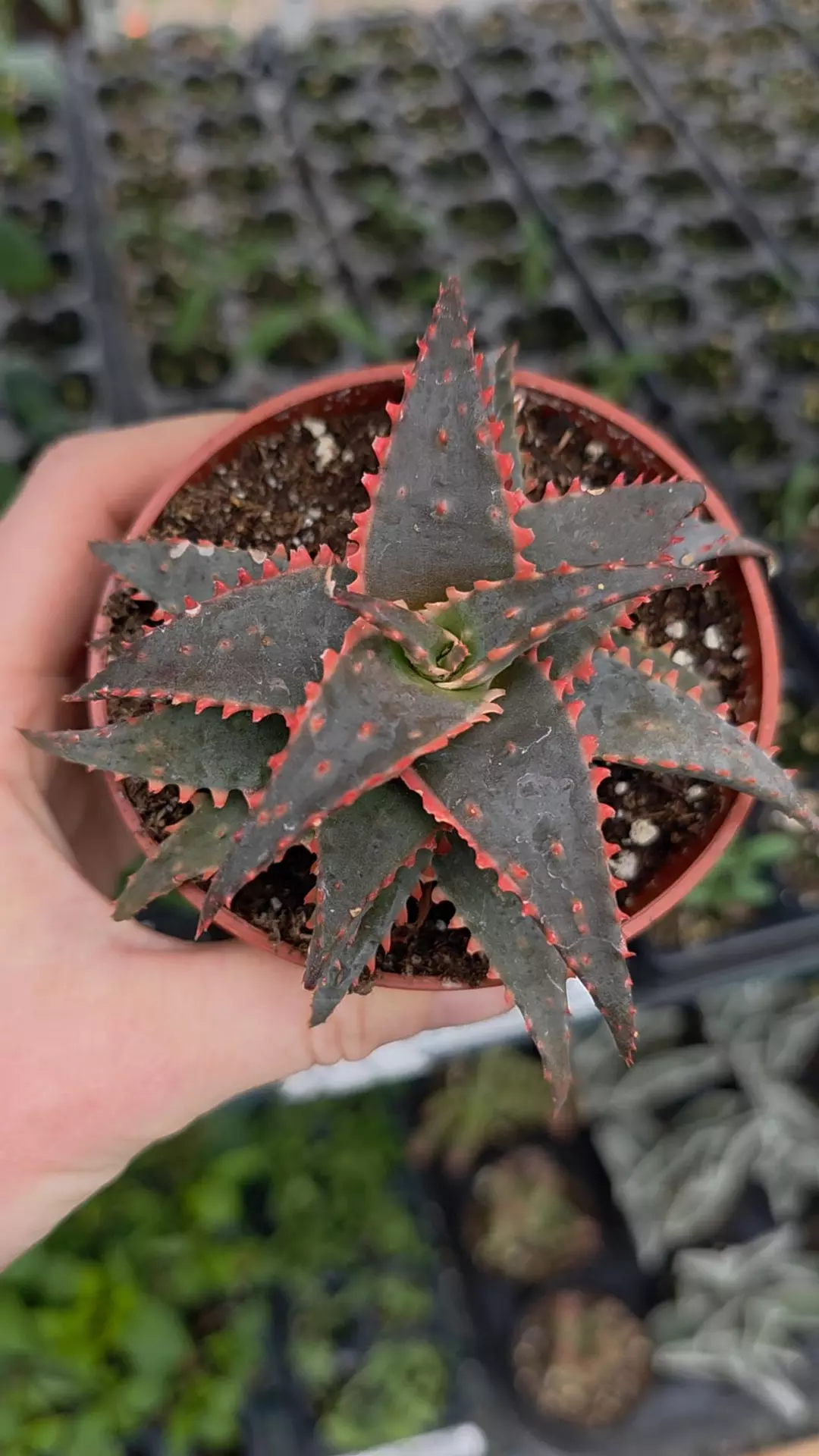 Christmas sleigh aloe 5" across thumbnail