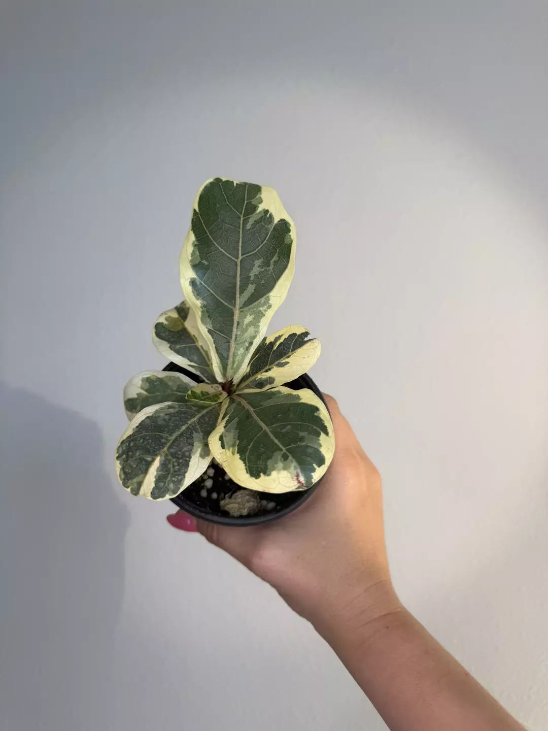 Ficus Lyrata Var thumbnail