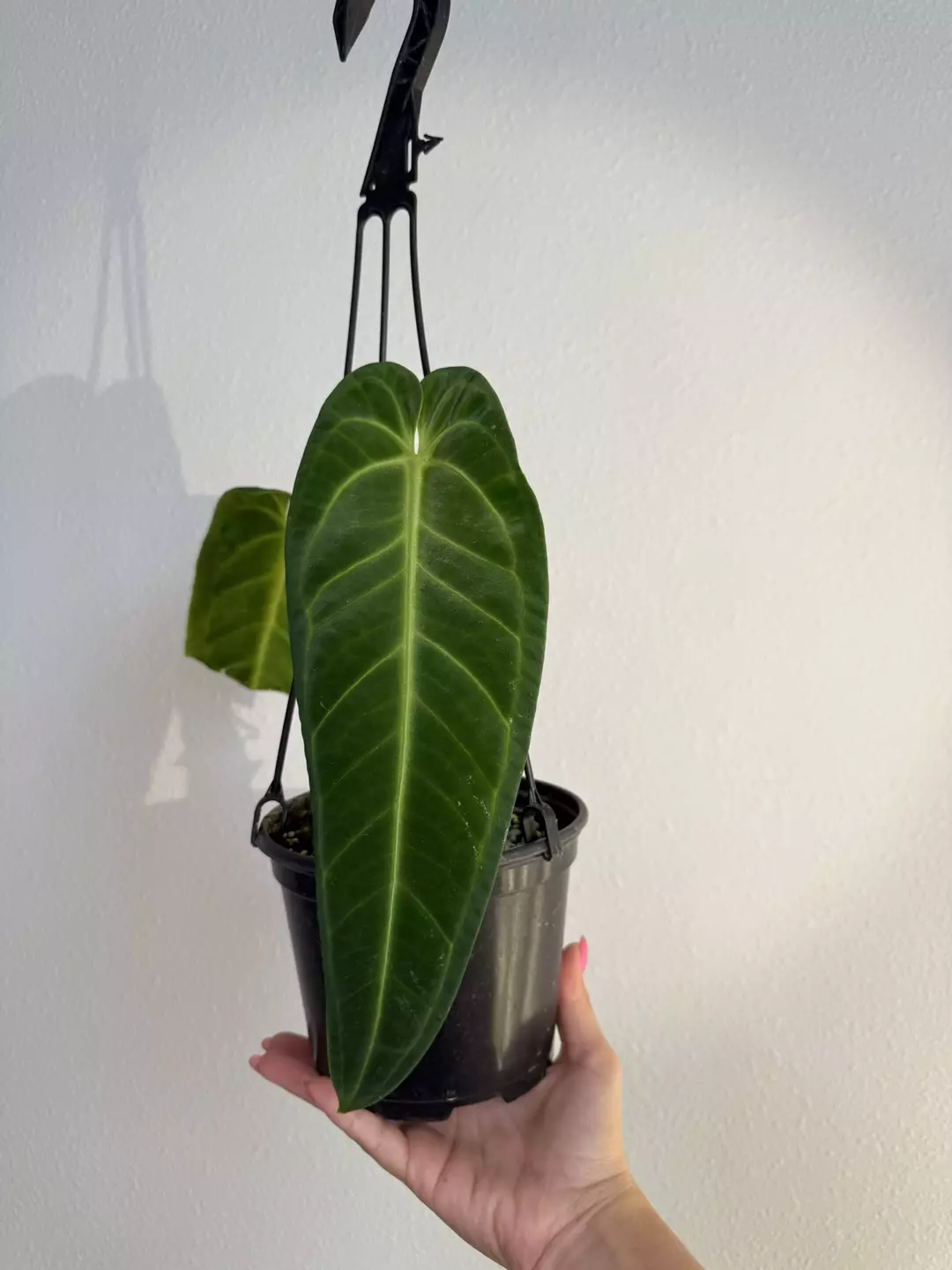 Anthurium Warocqueanum  thumbnail