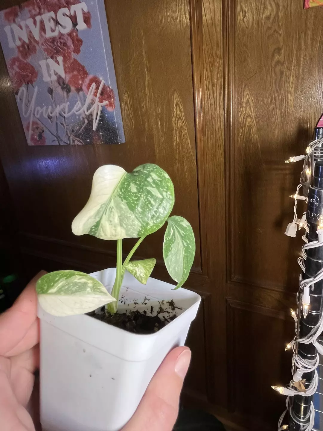 Thai Constellation thumbnail