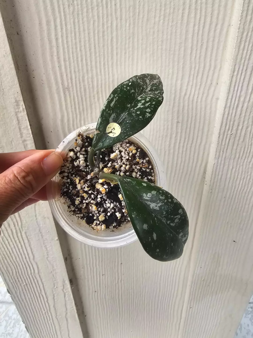 Wilbur grave China splash thumbnail