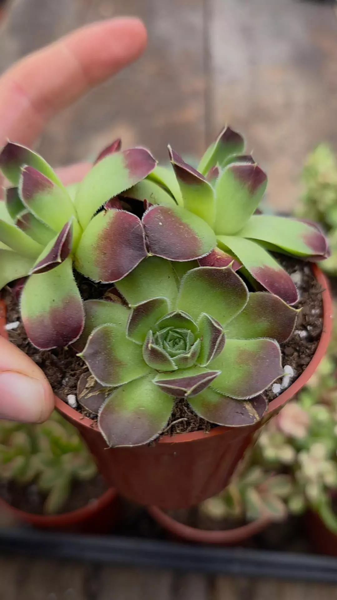 Sempervivium 4"  thumbnail