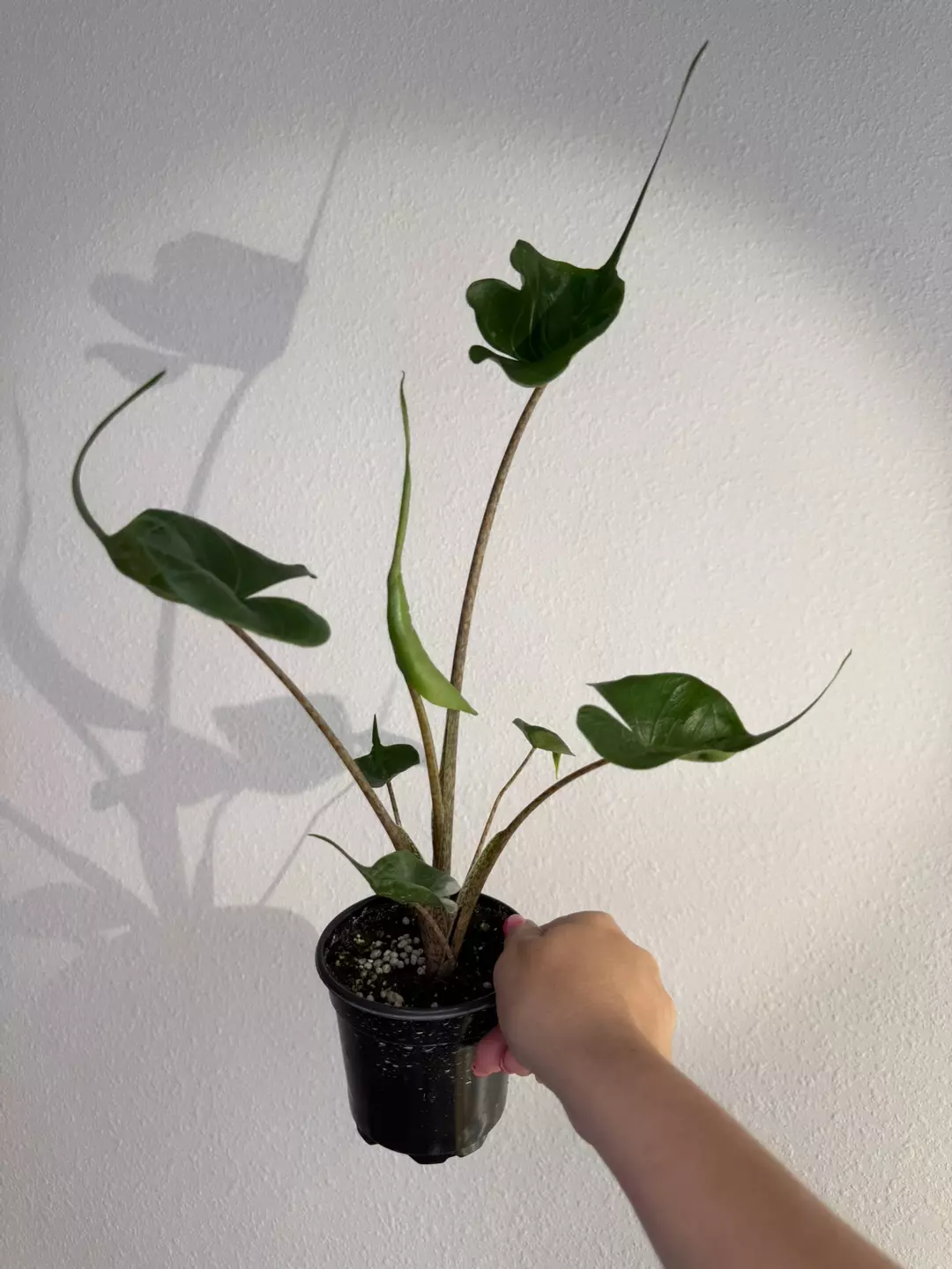 Alocasia stingray thumbnail