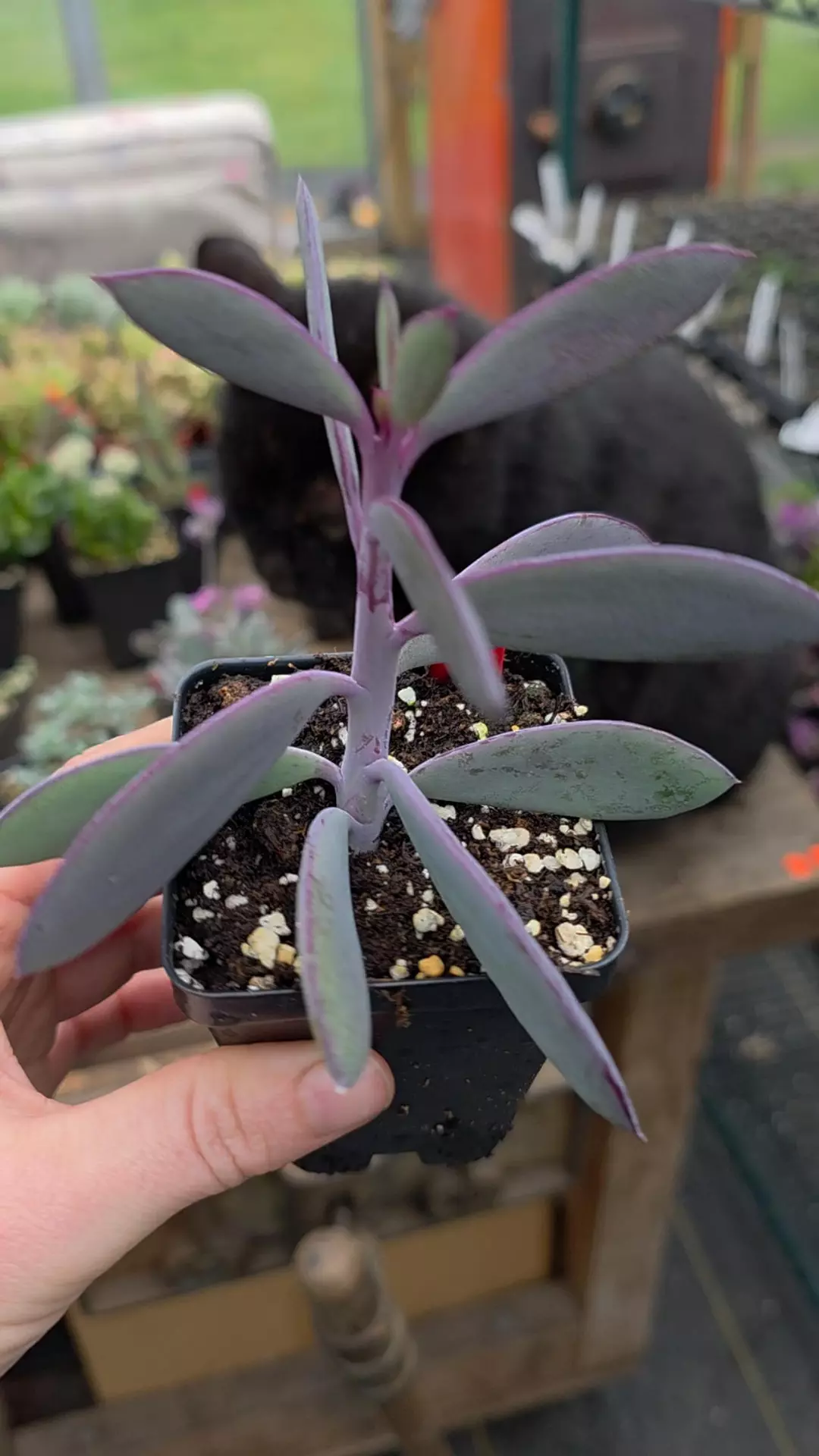 Lavender steps thumbnail