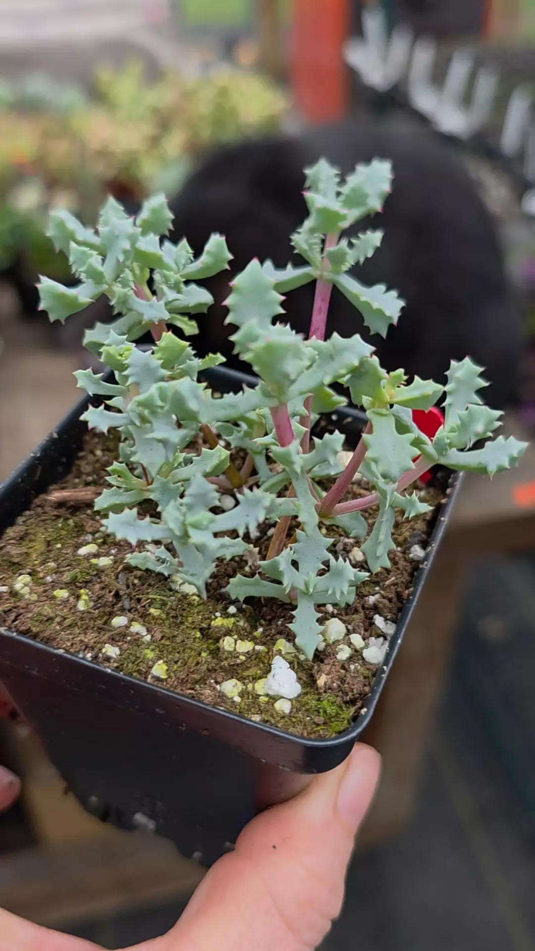 Pink ice plant thumbnail