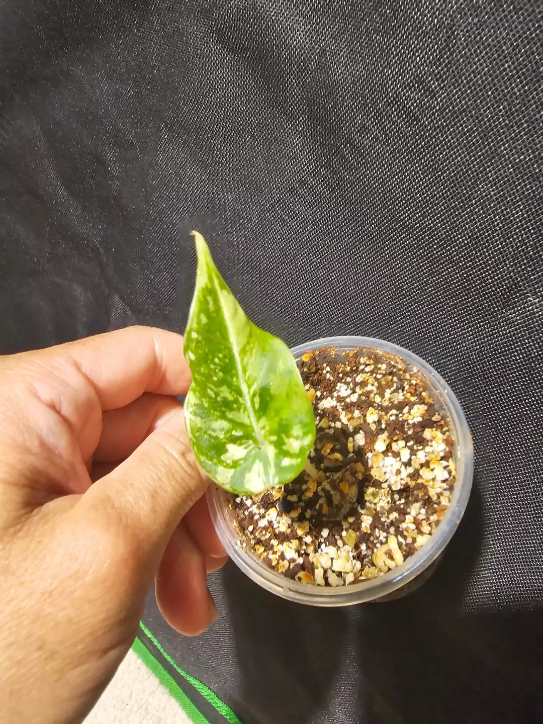 Black velvet aurea alocasia thumbnail