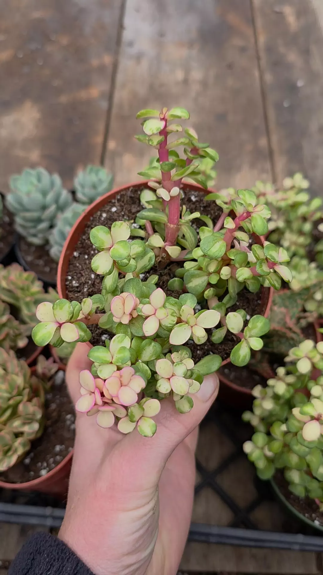 Variegated elephant bush aka afra 4"  thumbnail