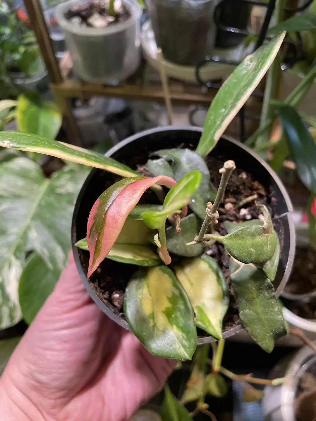 Mixed Hoya \ Queen + Princess + NOID thumbnail