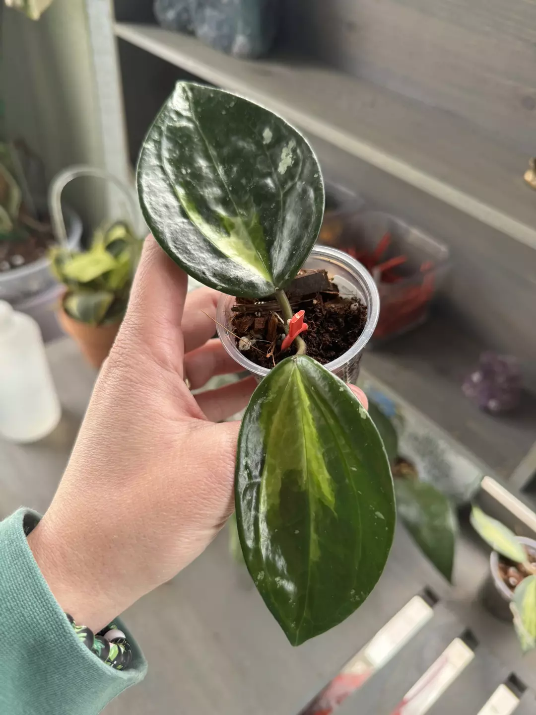 Hoya Latifolia sp. Jabar (Inner Variegated) A thumbnail