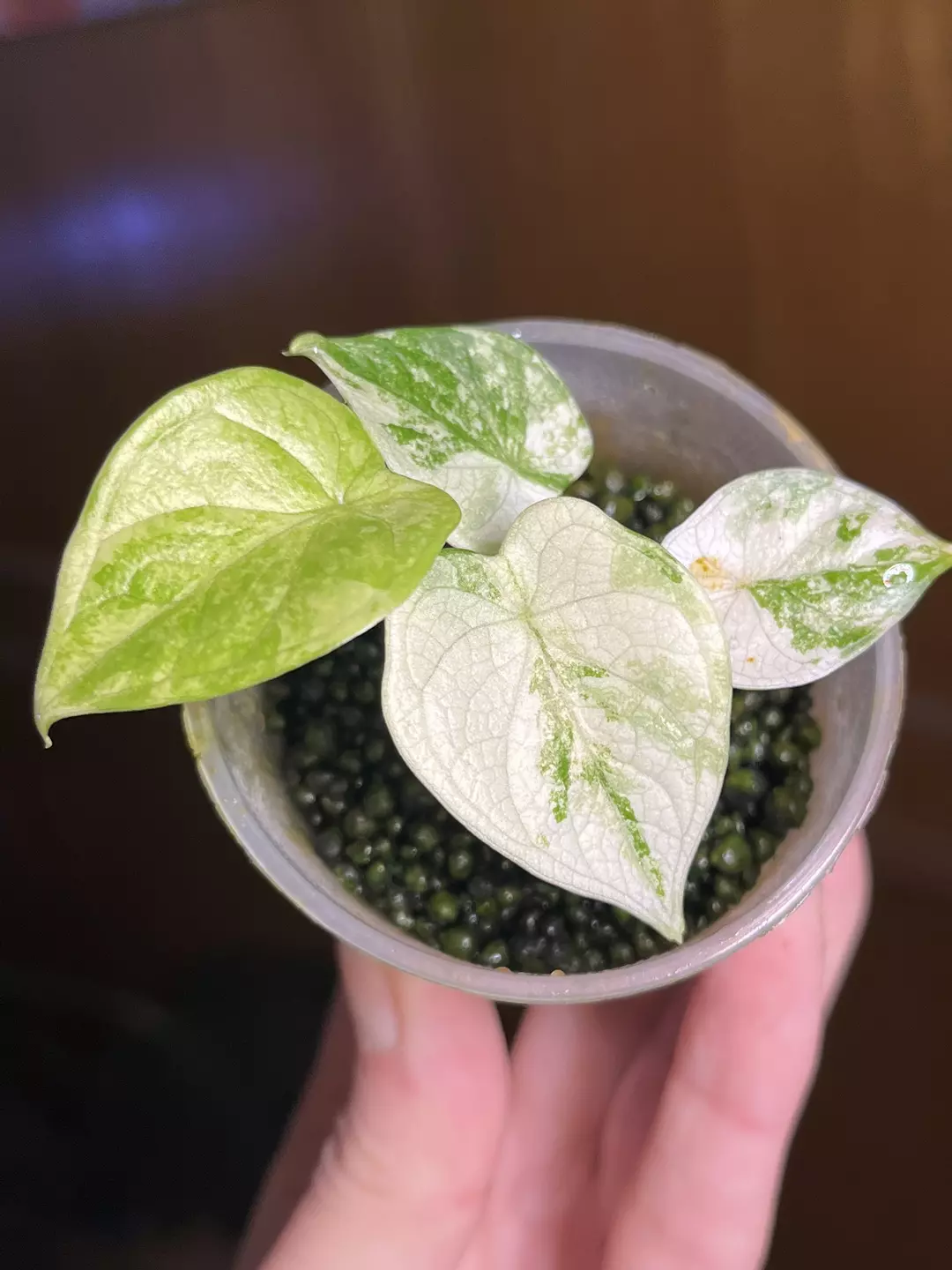 Silver Dragon Albo thumbnail