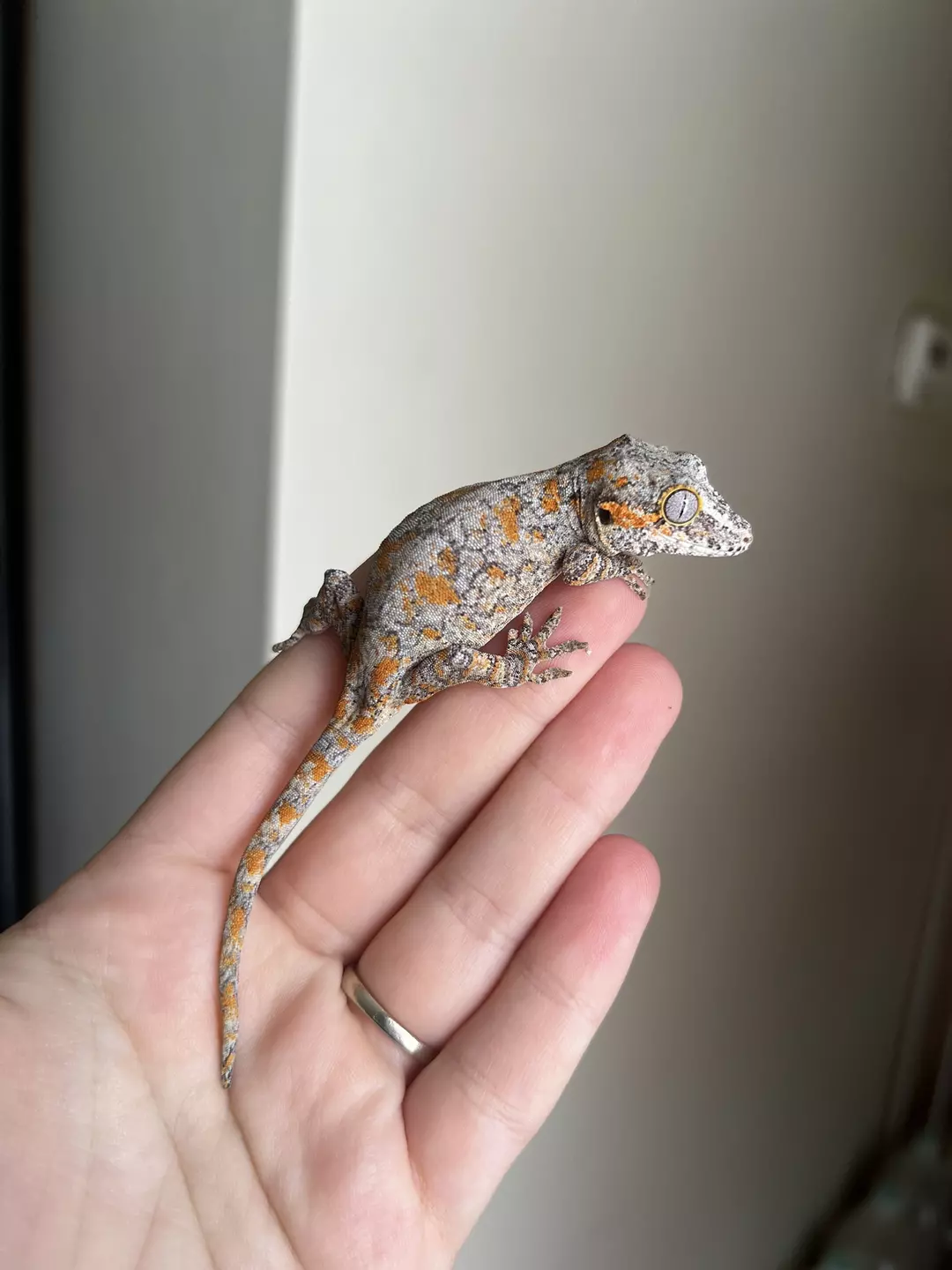PPCJ1: Unsexed: Orange Blotch: 9 grams thumbnail