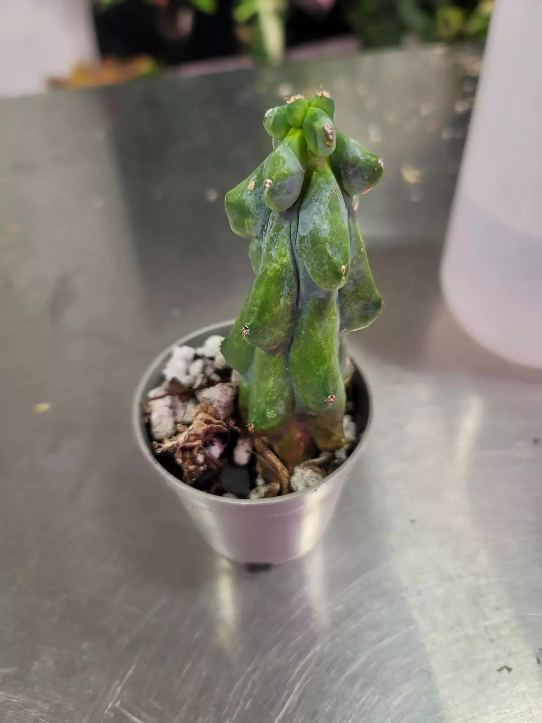 Boobie Cactus thumbnail