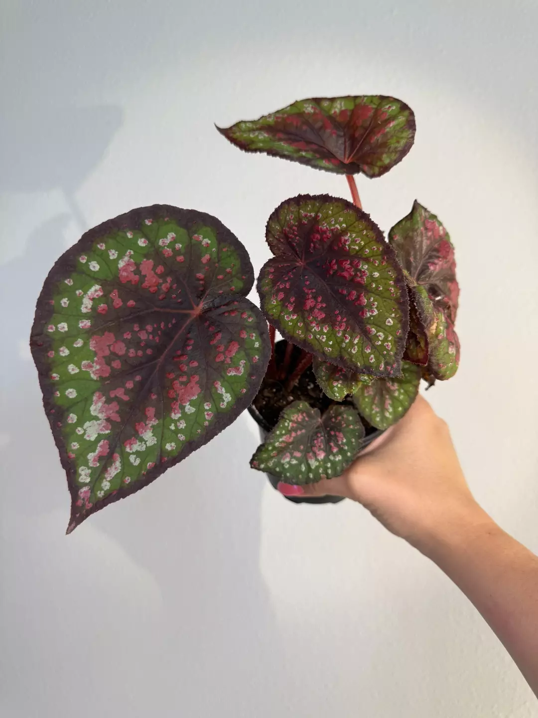 Begonia sp #2 thumbnail